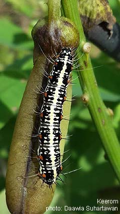 Papua Insects Foundation (Lepidoptera/Erebidae/Arctiinae/Argina astrea)